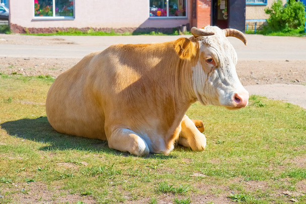 Zrelaksowana ruda i biała rogata krowa leżąca na trawie w słoneczny letni dzień - Zdjęcie, obraz
