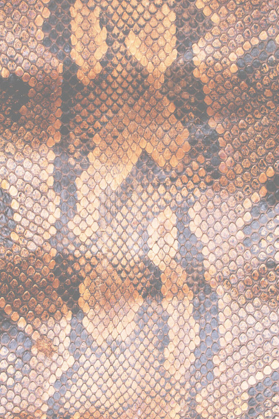 Real Snake Skin Snakeskin Animal Print Background - Photo, Image