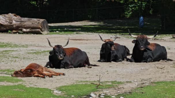 Baby Aurochs, Heck cattle, Bos primigenius taurus, claimed to resemble the extinct aurochs. Domestic highland cattle - Footage, Video