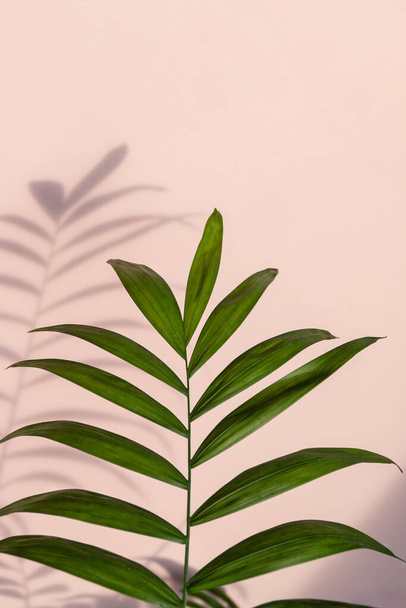 folha de palma com sombra em um fundo rosa - Foto, Imagem
