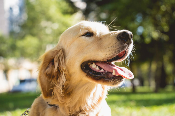 Portrait of cute golden retriever dog at the park. - Photo, image