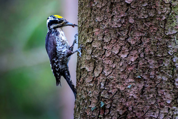 The Eurasian three-toed woodpecker (Picoides tridactylus) is a medium-sized woodpecker that is found from northern Europe - Photo, Image