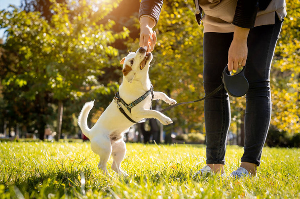 Il proprietario allena il cane jack russell terrier nel parco. - Foto, immagini