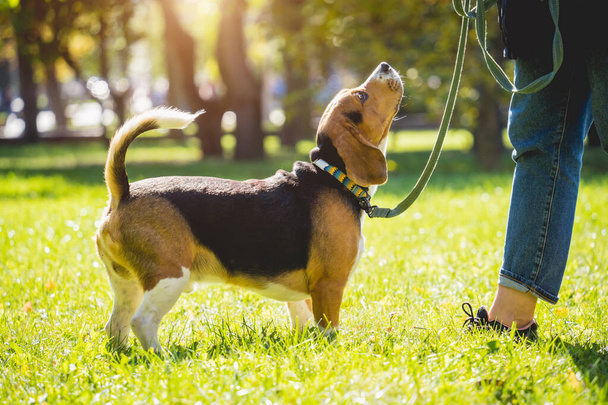 The owner trains the beagle dog in the park. - Valokuva, kuva