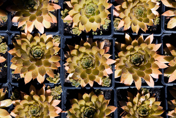 green succulents top view, bright sun and deep shadows. each flower in its container - Photo, Image