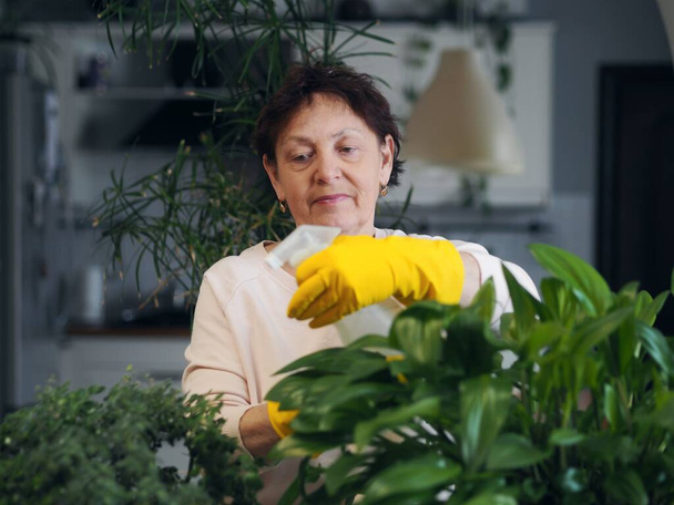 Photo of an elderly woman doing what she loves, tending and rubbing the green leaves of a houseplant. Growing Spotted Drimiopsis at home. - Фото, изображение
