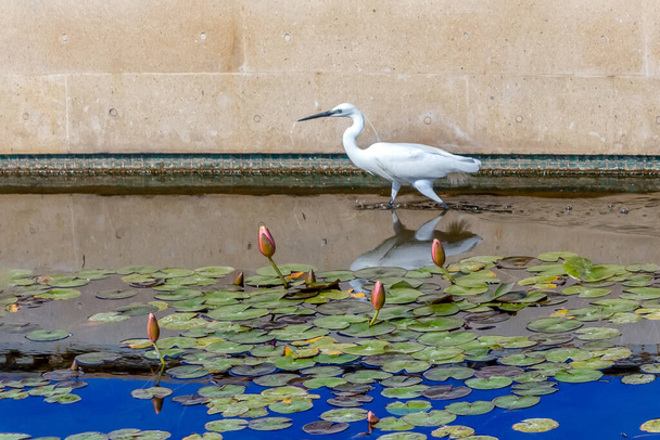 Héron blanc dans un étang de la ville parmi les lotus. Oiseaux sauvages dans un nouvel habitat. - Photo, image