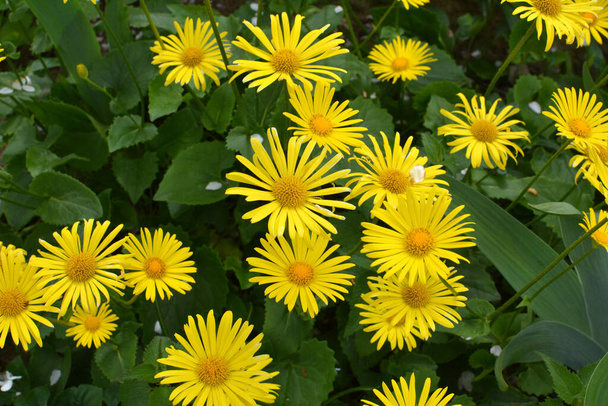 In spring, yellow doronicum chamomile blooms on the flowerbed  - Photo, Image