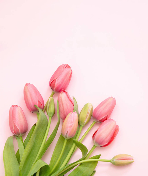 Tulip flower bunch pastel color on pink background. Woman, mother day celebration gift, copy space, spring holiday card templat - Fotoğraf, Görsel