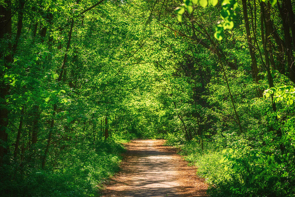 Summer green forest - Valokuva, kuva