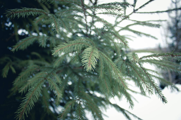 Spruce branch, vegetation, ecosystem, tropical and subtropical coniferous forests - Foto, Imagen