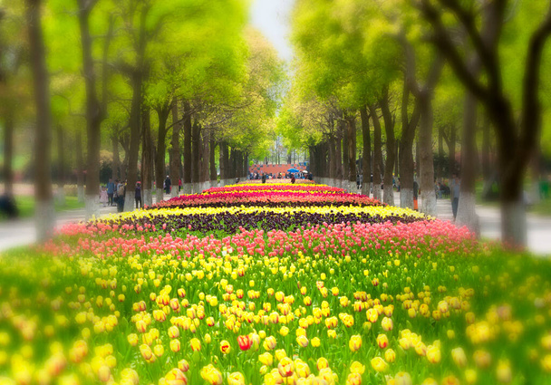 Une vignette floue d'un champ de tulipes fleurissant sous des camphriers au port fleuri de Shanghai en Chine au printemps.  - Photo, image