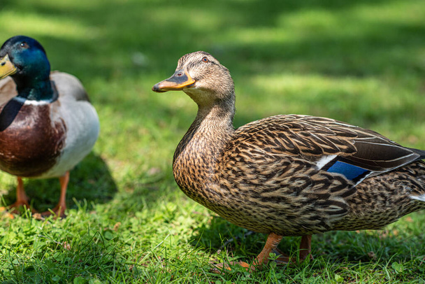 Two ducks on a grass field. - Photo, Image