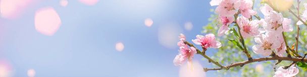 Fundo de primavera - composição de primavera de sakura. Banner. espaço de cópia - Foto, Imagem