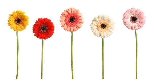 Set with beautiful gerbera flowers on white background. Banner design - Foto, afbeelding