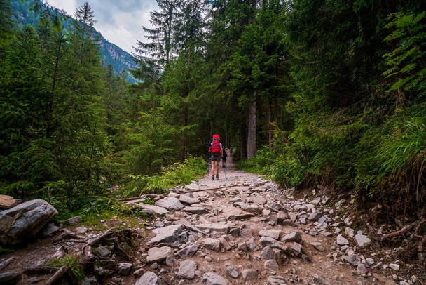 Vrouwenwandelaar met grote rugzak en Nordic of trekking stokken in het bos op rotsachtig pad in de zomerdag, vrouwelijke solo trekking in de berg, Europa - Foto, afbeelding