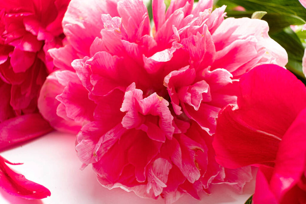 peony on the white background - Foto, immagini