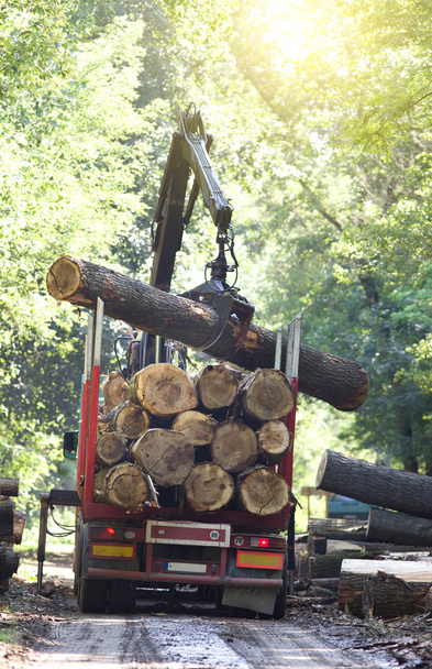 przemysłu drzewnego - Zdjęcie, obraz