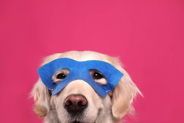 Adorable dog in blue superhero mask on pink background, closeup - Foto, Imagen