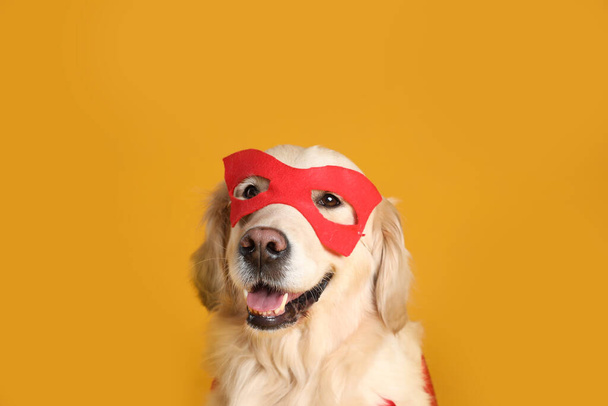 Adorable dog in superhero mask on yellow background - 写真・画像