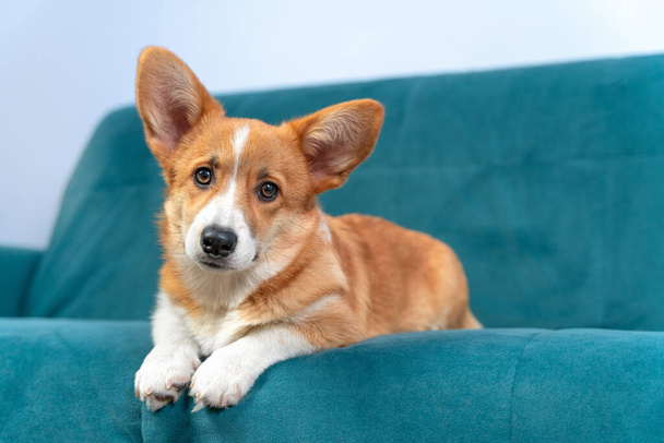 Adorable Welsh corgi Pembroke or cardigan puppy is lying on blue cozy sofa with reproachful look. Cute dog is posing at home, front view, copy space for text. - Foto, afbeelding