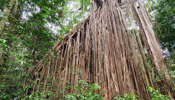 This unique Curtain Fig tree has extensive aerial roots, that drops 15 metres to the forest floor nearly 50 metres tall - Photo, Image