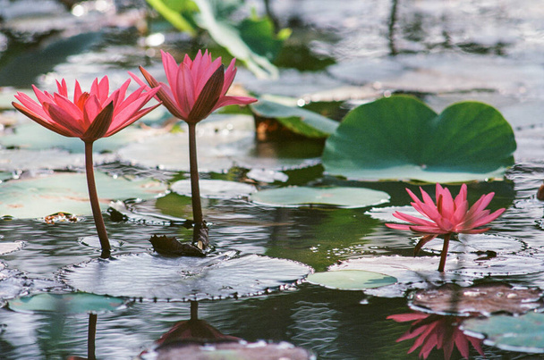 Fotografía de la naturaleza: flores de loto. Hora: 18 de febrero de 2022. Ubicación: Phu My Hung lotus lagoon, Ho Chi Minh City. Qué flores tan bonitas. - Foto, imagen