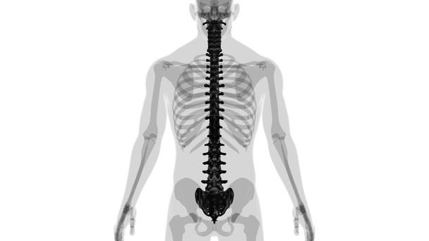 Illustrazione 3D di anatomia delle vertebre della colonna vertebrale dello scheletro umano - Foto, immagini