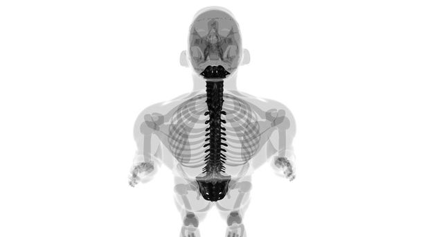 3D ilustrace lidské kostry obratlové páteře - Fotografie, Obrázek