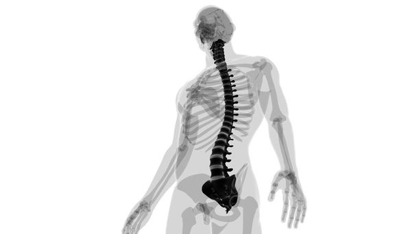Ludzki szkielet Kręgosłup Kręgi Anatomia 3D Ilustracja - Zdjęcie, obraz