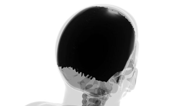 Anatomia do osso parietal do crânio do esqueleto humano para a ilustração médica do conceito 3D - Foto, Imagem