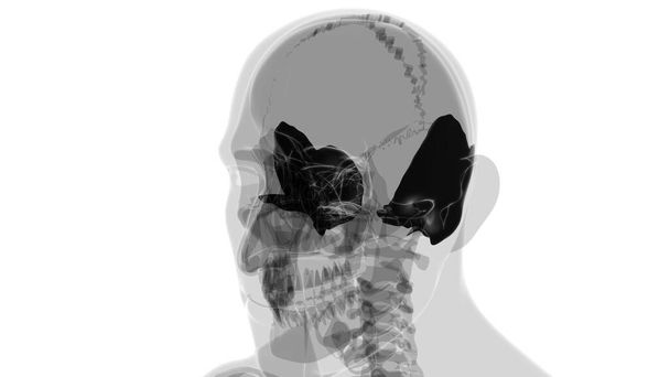 Human Skeleton Skull Temporal Bone Anatomy For Medical Concept 3D Illustration - Photo, Image