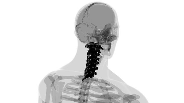 Columna vertebral esqueleto humano Vértebras cervicales Anatomía Ilustración 3D - Foto, imagen