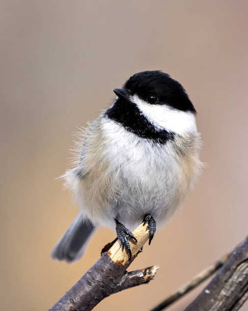 Chickadee close-up profile view perched on a branch with a blur background in its environment and habitat surrounding. - Zdjęcie, obraz