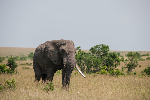 elefantti - Valokuva, kuva