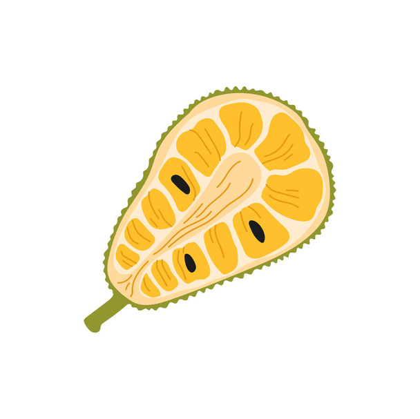 Tropical durian fruit dessert isolated half cut exotic food. Vector asian smelling fruit, odour flavour, unpleasant smell. Breadfruit jackfruit, vegetarian snack. Tropical dessert, tasty pulp, durio - Vektor, Bild