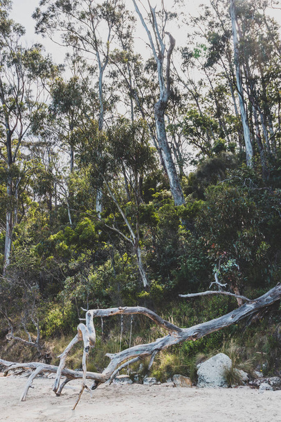 rustic swing attached to a fallen Australian eucalyptus gum tree on the beach on the rocky shores of Tasmania's coastline, shot on a warm overcast summer day - Fotografie, Obrázek