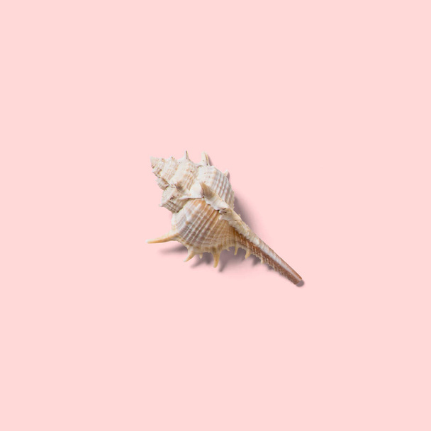 Close up view of seashell isolated on pink background. fit for your design element. - Photo, Image