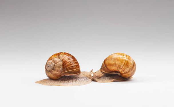 two snails met face to face on a white background - Foto, imagen
