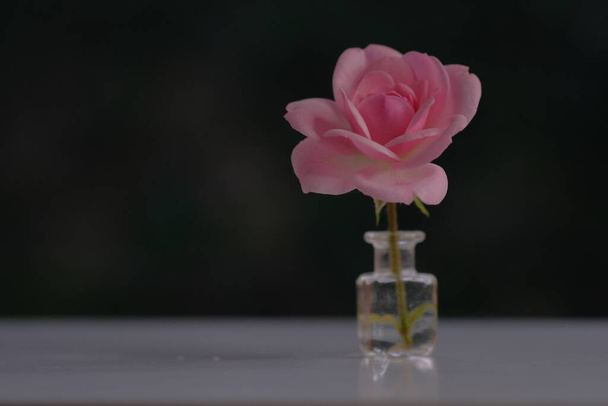 Rose es una flor de jardín. Flor sobre fondo negro. - Foto, imagen