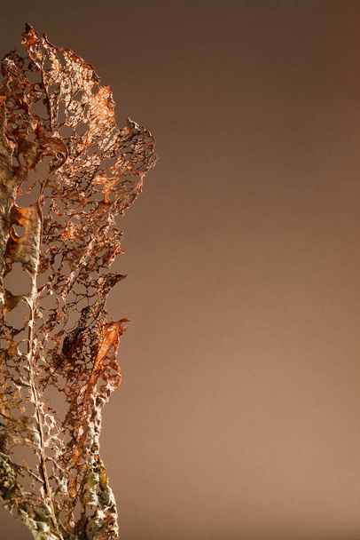 close up de folha seca sobre fundo marrom. fundo natural. conceito mínimo e elegante. boho e kinfolk design.Creative fotografia interior abstrata - Foto, Imagem