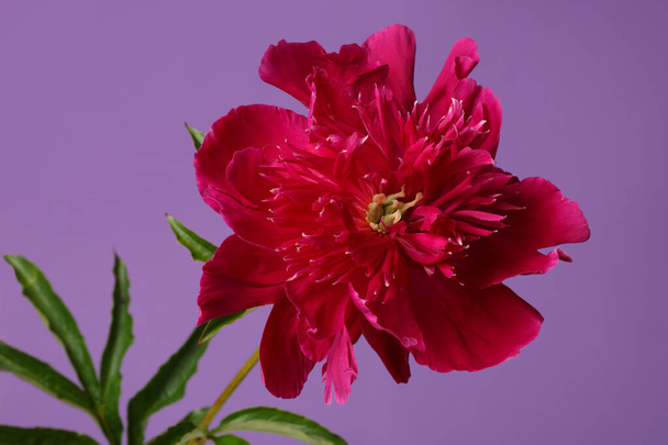 Red peony flower isolated on purple background. - 写真・画像