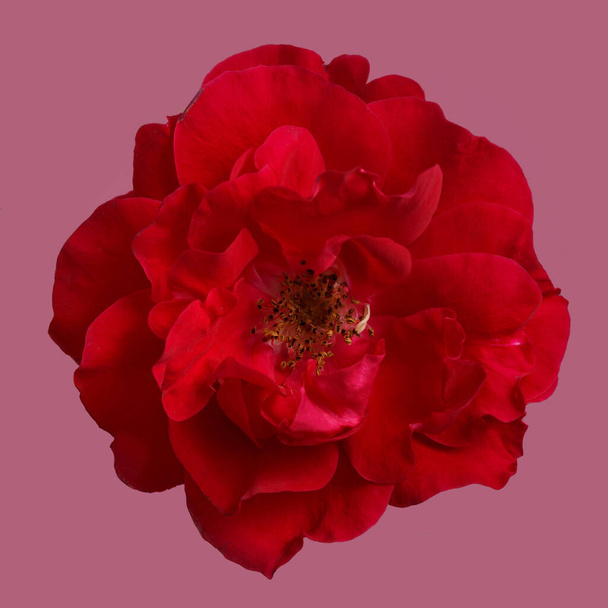 Red garden rose flower isolated on pink background. - Фото, изображение