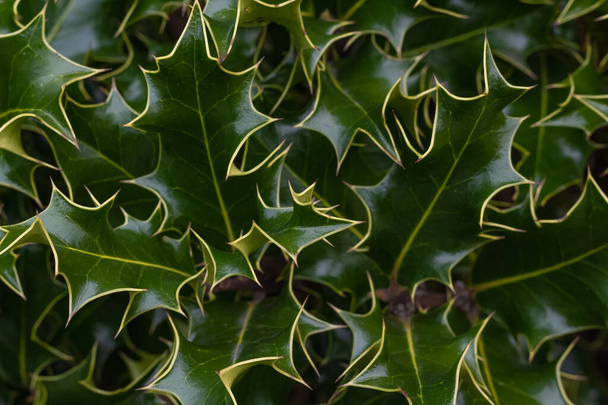 Крупный план зеленых листьев европейского аквифолиума Holly Ilex, растущих естественным образом в дикой природе. Вечнозеленый кустарник символ Рождества. Никто, селективный фокус, текстура, фон - Фото, изображение