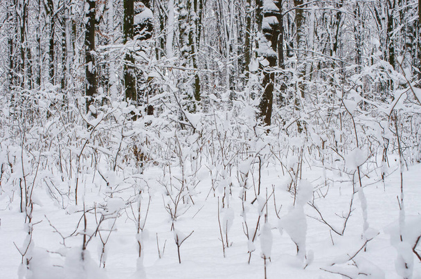 Winter snow covered trees background - Foto, afbeelding