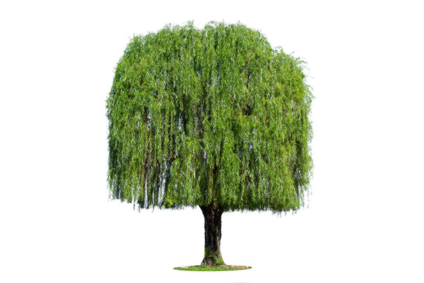 Weeping willow isolated on a white background. - Photo, Image