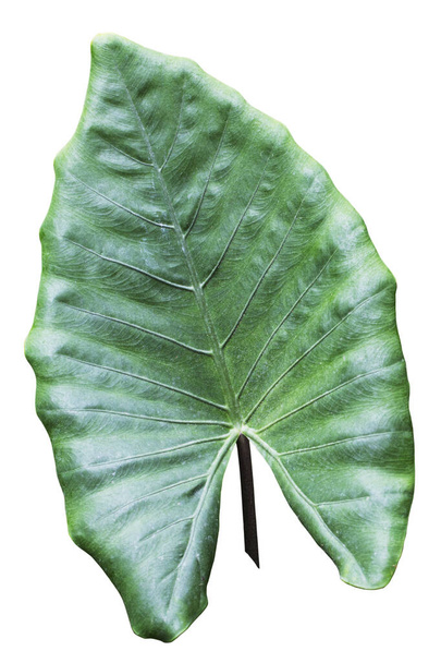 Large tropical green leaf, philodendron, Elephant Ear, Taro, rain forest jungle plant, isolated on white background with clipping path included - Zdjęcie, obraz