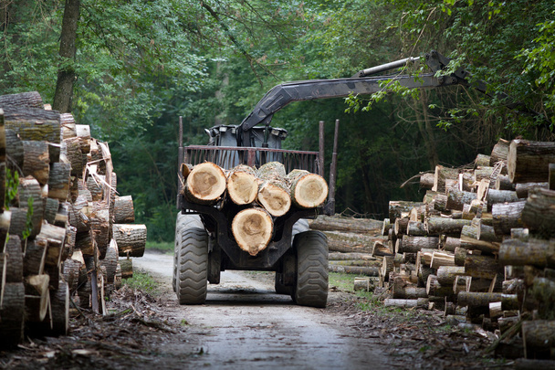 Lumber industry - Photo, Image