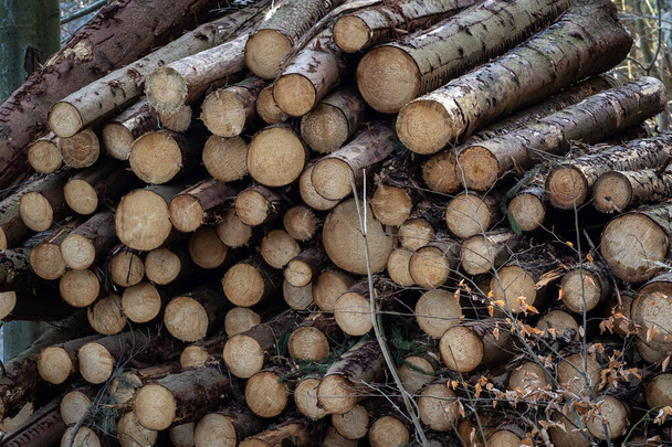 Деревянные стволы кучи, лесозаготовки лесной промышленности. - Фото, изображение