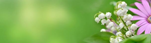 μπουκέτο λουλούδια φρεσκάδας με κρίνο της κοιλάδας ανθίζουν σε πράσινο φόντο σε πανοραμική θέα - Φωτογραφία, εικόνα